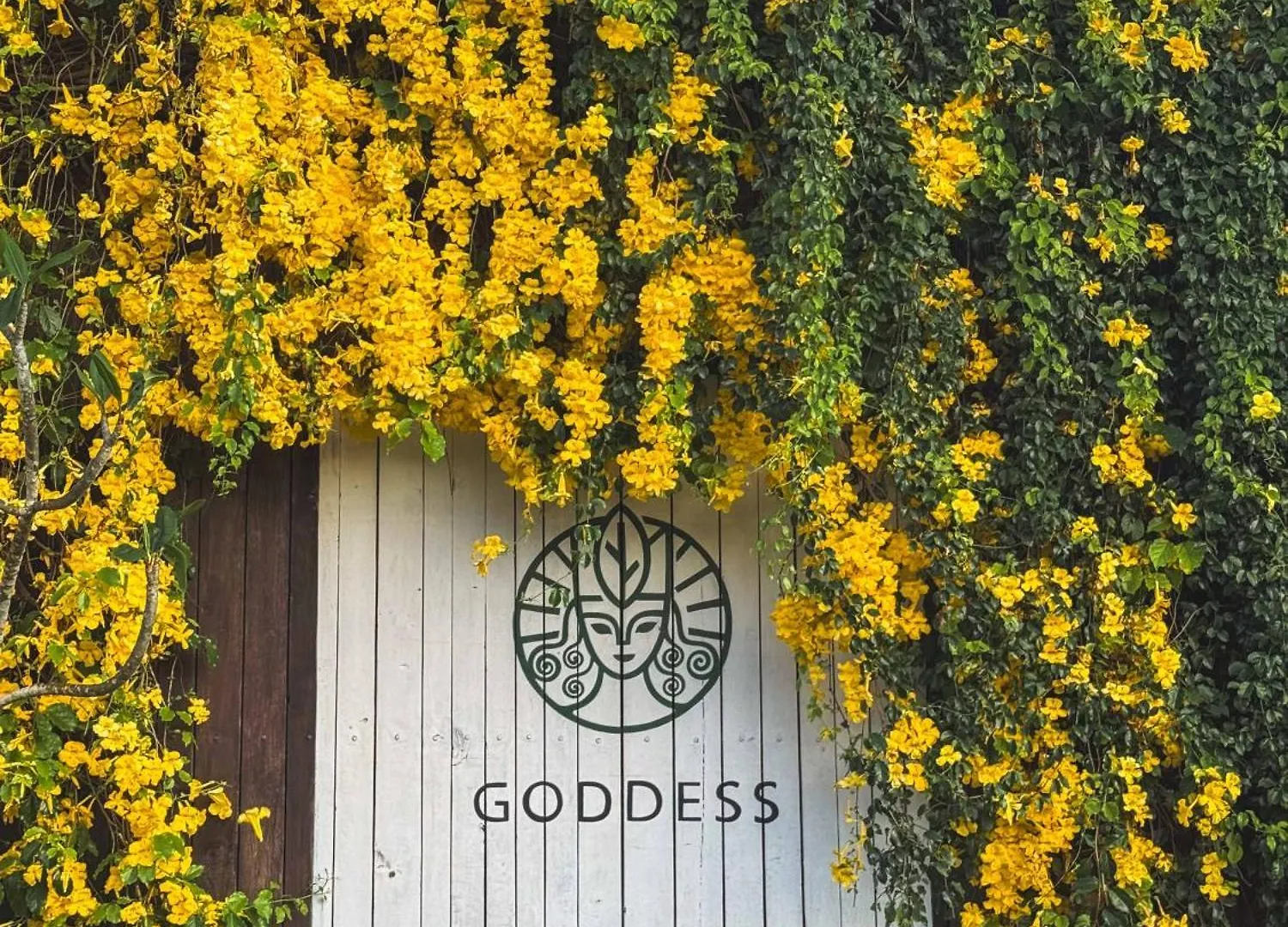 Goddess Kandy 0*,