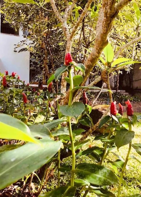 Goddess Kandy Bed & Breakfast